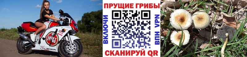 как найти мега зеркало Галлюциногенные грибы Magic Shrooms Липецк